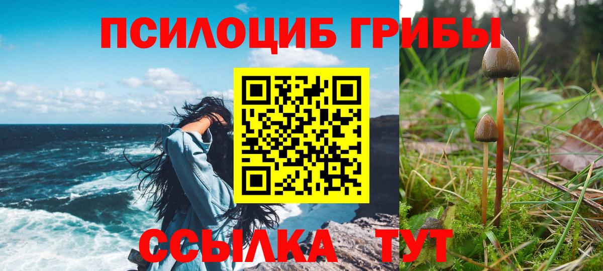Галлюциногенные грибы Psilocybe Бор